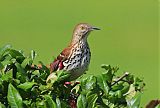 Brown Thrasherborder=